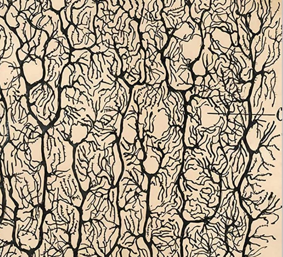 the brain by santiago ramon y cajal