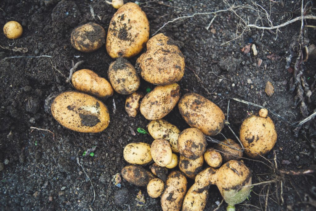 gardening with table scraps